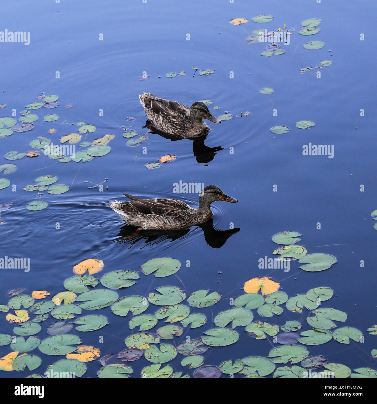 Enten in einem Teich Stockfoto