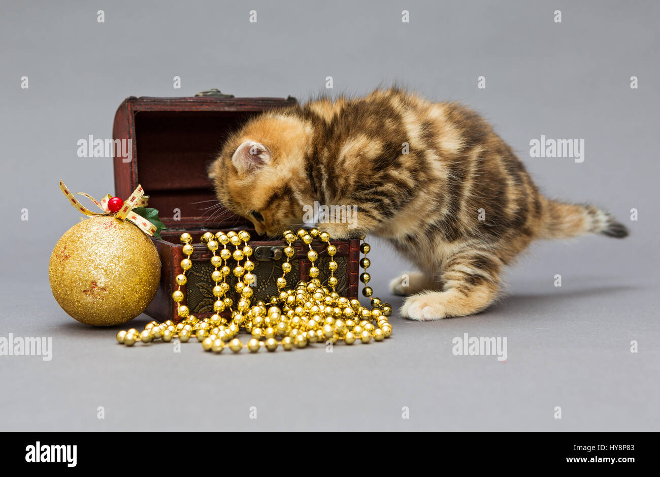 Kleines Kätzchen britische Marmor mit Weihnachten Spielzeug auf einem grauen Hintergrund Stockfoto