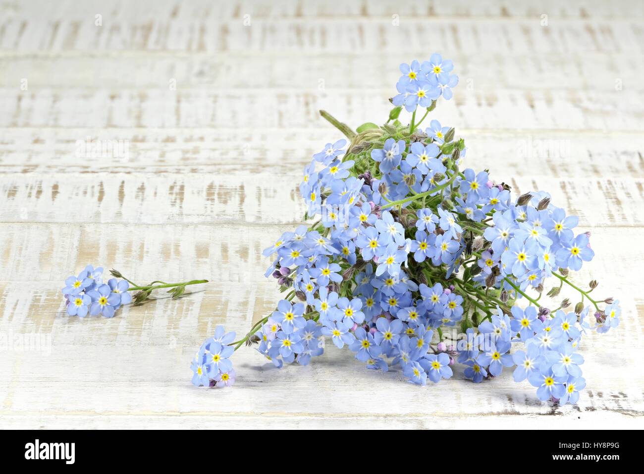 Reihe von Vergissmeinnicht auf hölzernen Hintergrund Stockfoto
