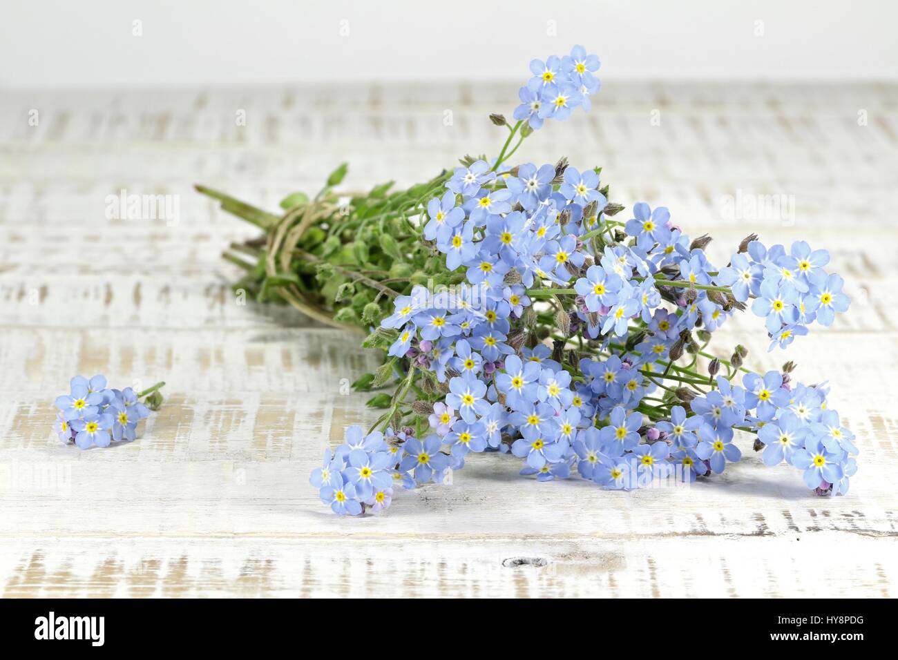 Reihe von Vergissmeinnicht auf hölzernen Hintergrund Stockfoto