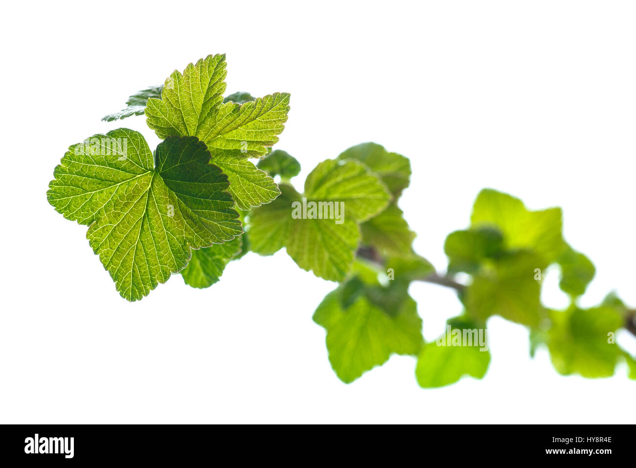 Zweig der schwarzen Johannisbeere mit jungen Blättern Stockfoto