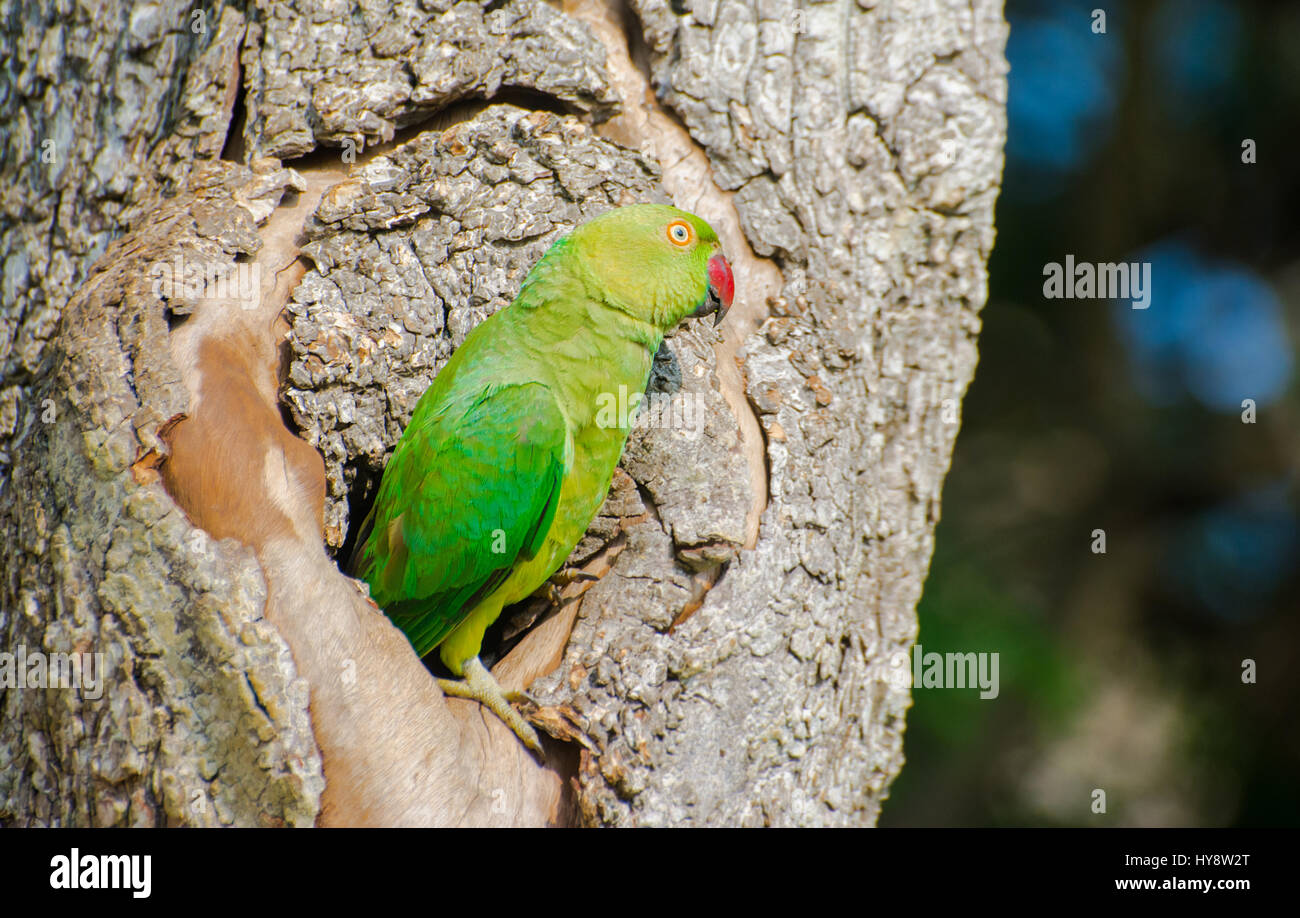 Die Rose beringt Sittich oder Ring-necked parakeet Stockfoto