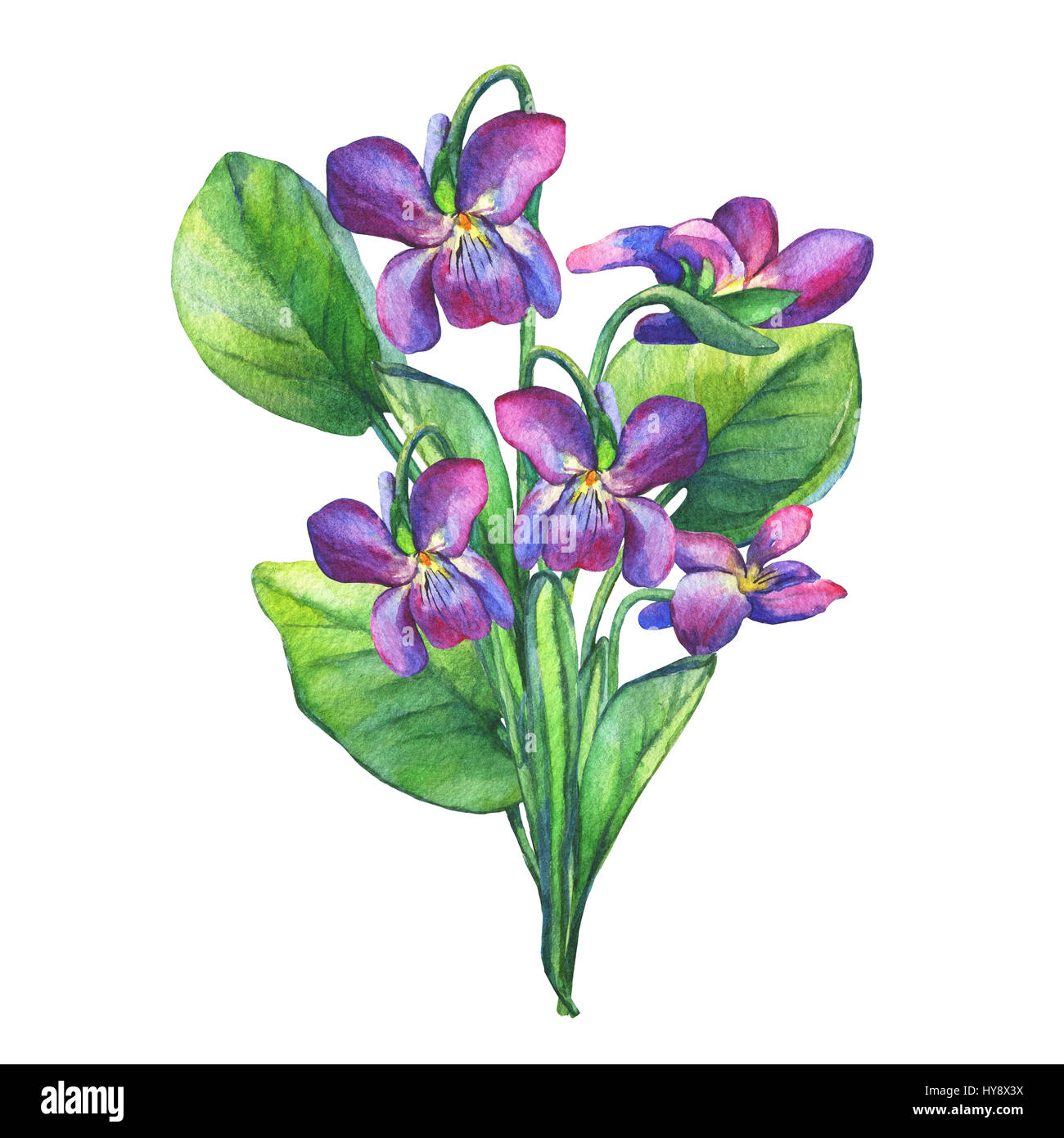 Bouquet von duftenden Veilchen Wildblume (Englisch Süße Veilchen, Viola odorata). Handgezeichnetes Aquarell auf weißem Hintergrund. Stockfoto