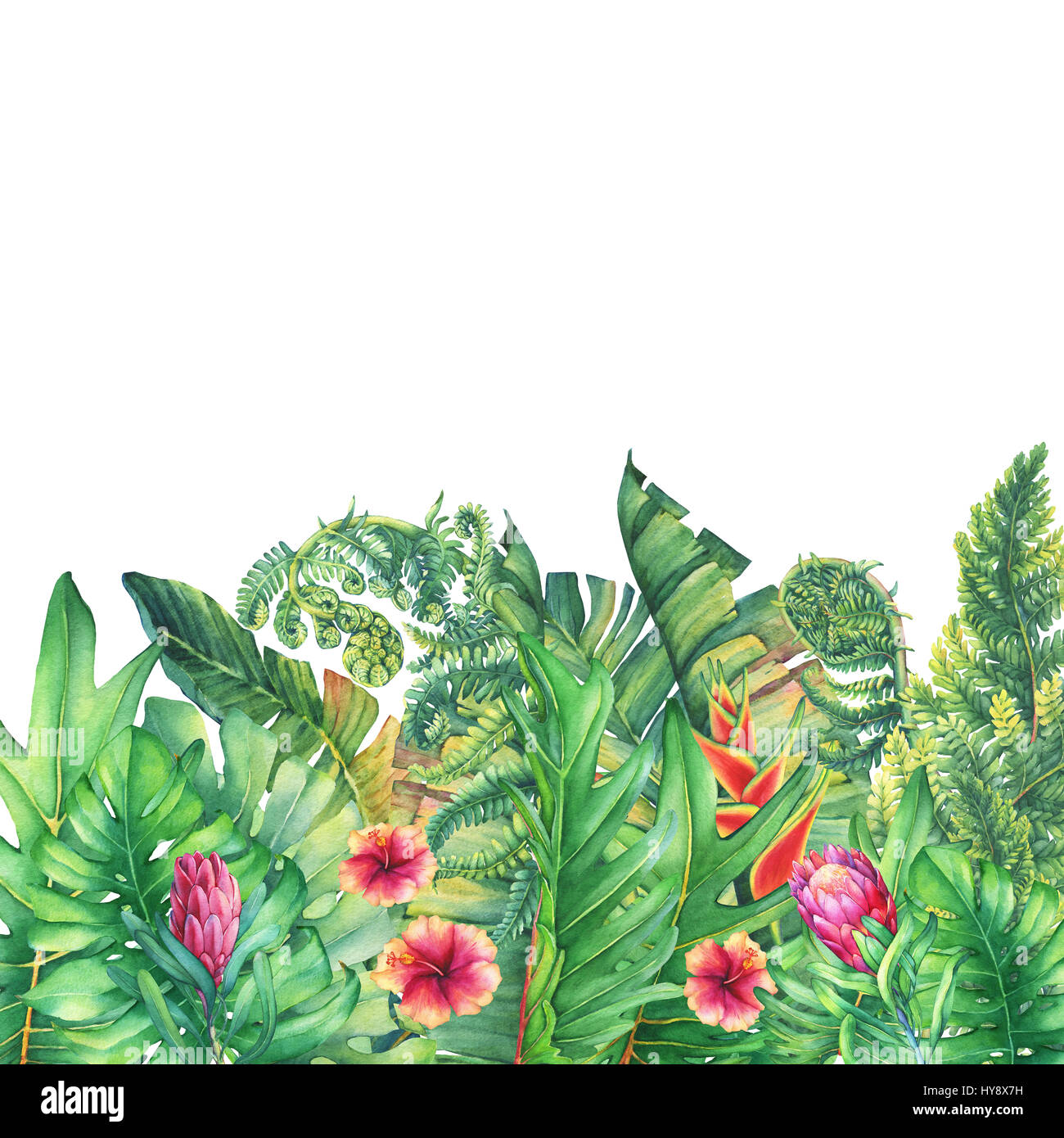 Der Rahmen der Zweige mit lila Protea Blüten, Hibiskus und tropischen Pflanzen. Handgezeichnete Aquarell auf weißem Hintergrund. Stockfoto