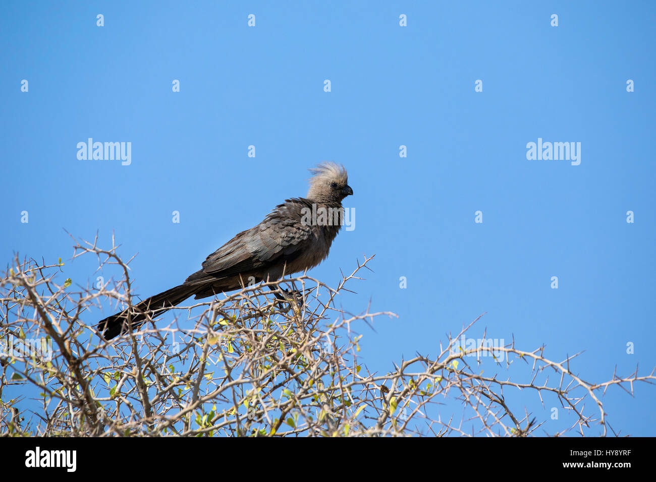 Grau - Weg - Vogel, Corythaixoides concolor, Etosha Nationalpark, Afrika, von Monika Hrdinova/Dembinsky Foto Assoc Stockfoto