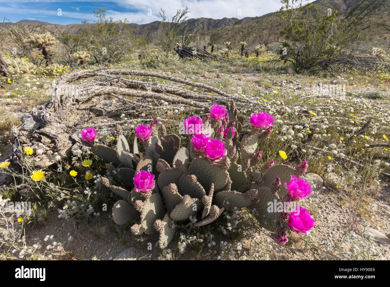Beavertail Kaktus, Opuntia Basilaris, Anza Borrego SP - California Stockfoto