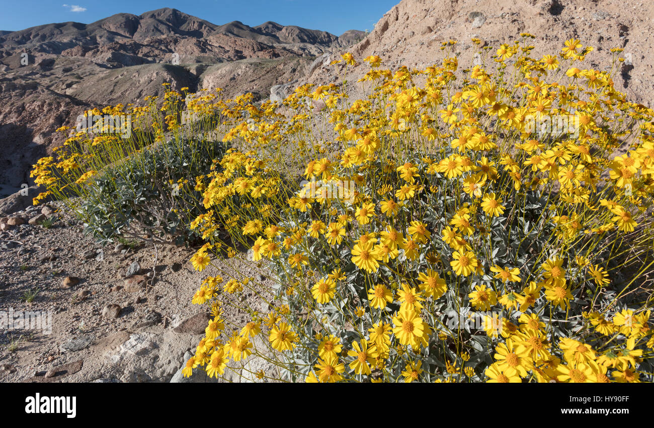 Brittlebush, Encelia Farinosa - Anza Borrego SP - California Stockfoto