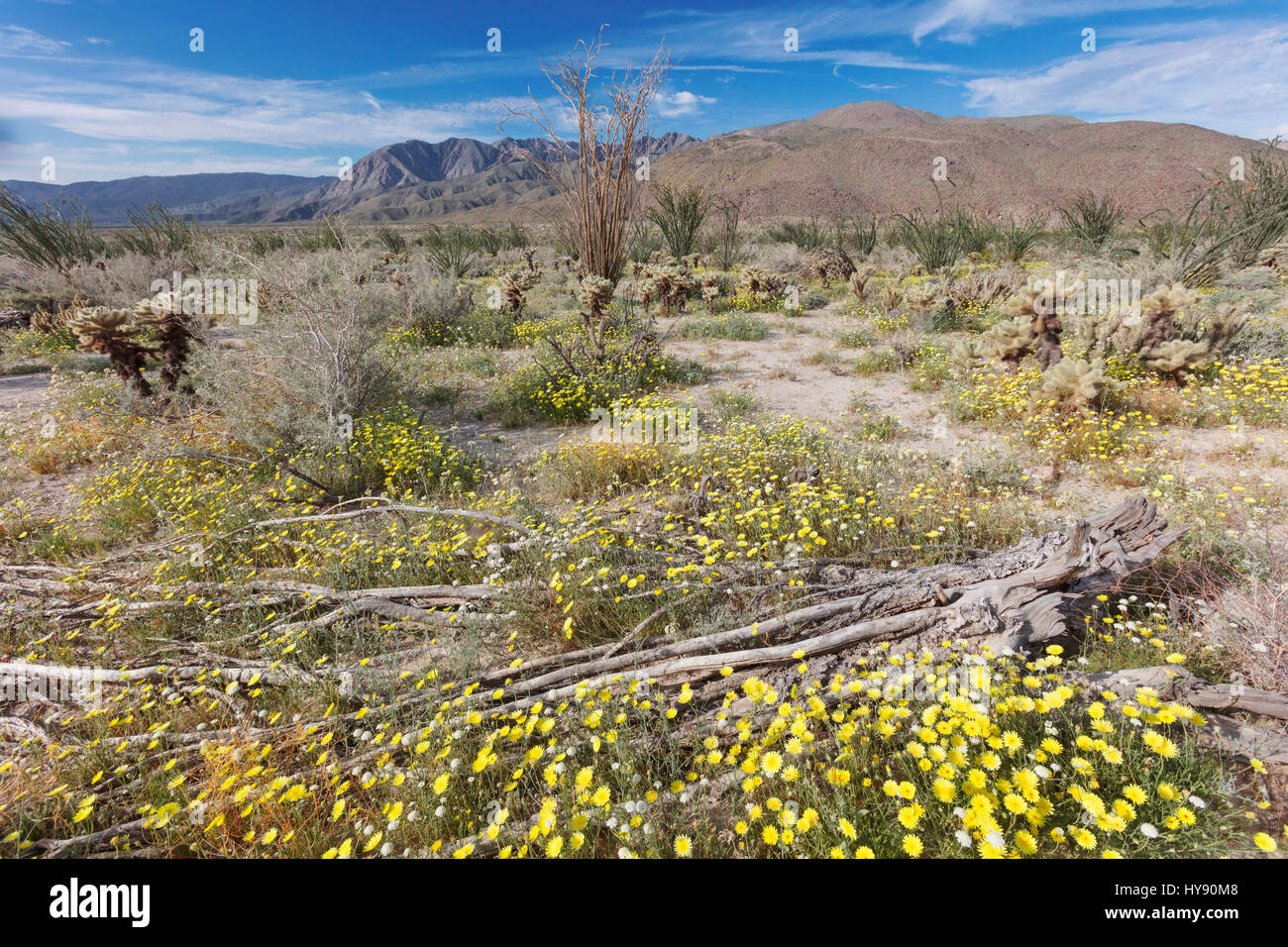 Wüste Löwenzahn, Malacothrix Glabrata, Anza Borrego SP - California Stockfoto