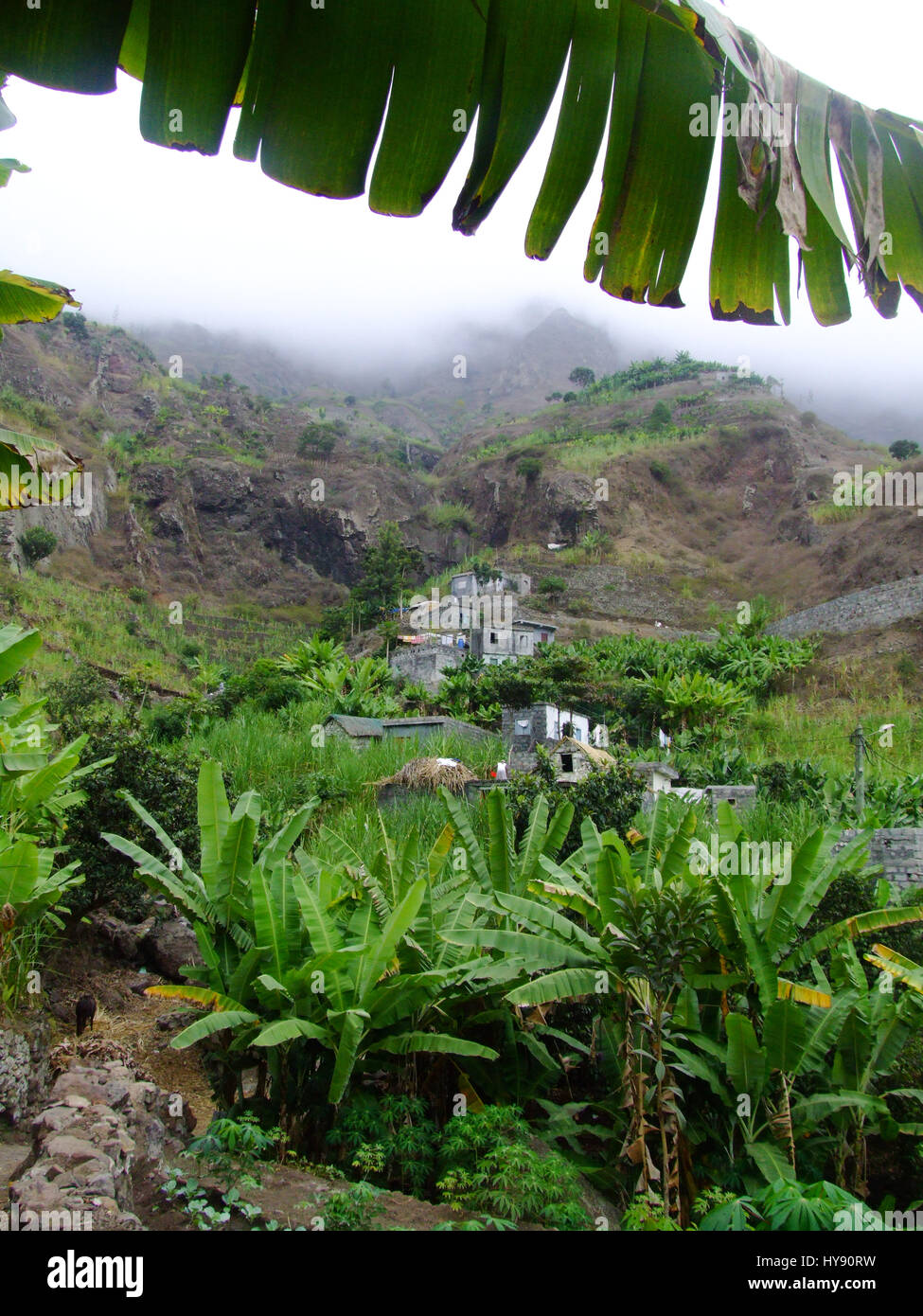 Bananenpflanzen im Tal von Paul, Santo Antao, Republik Cabo Verde, Afrika. Stockfoto