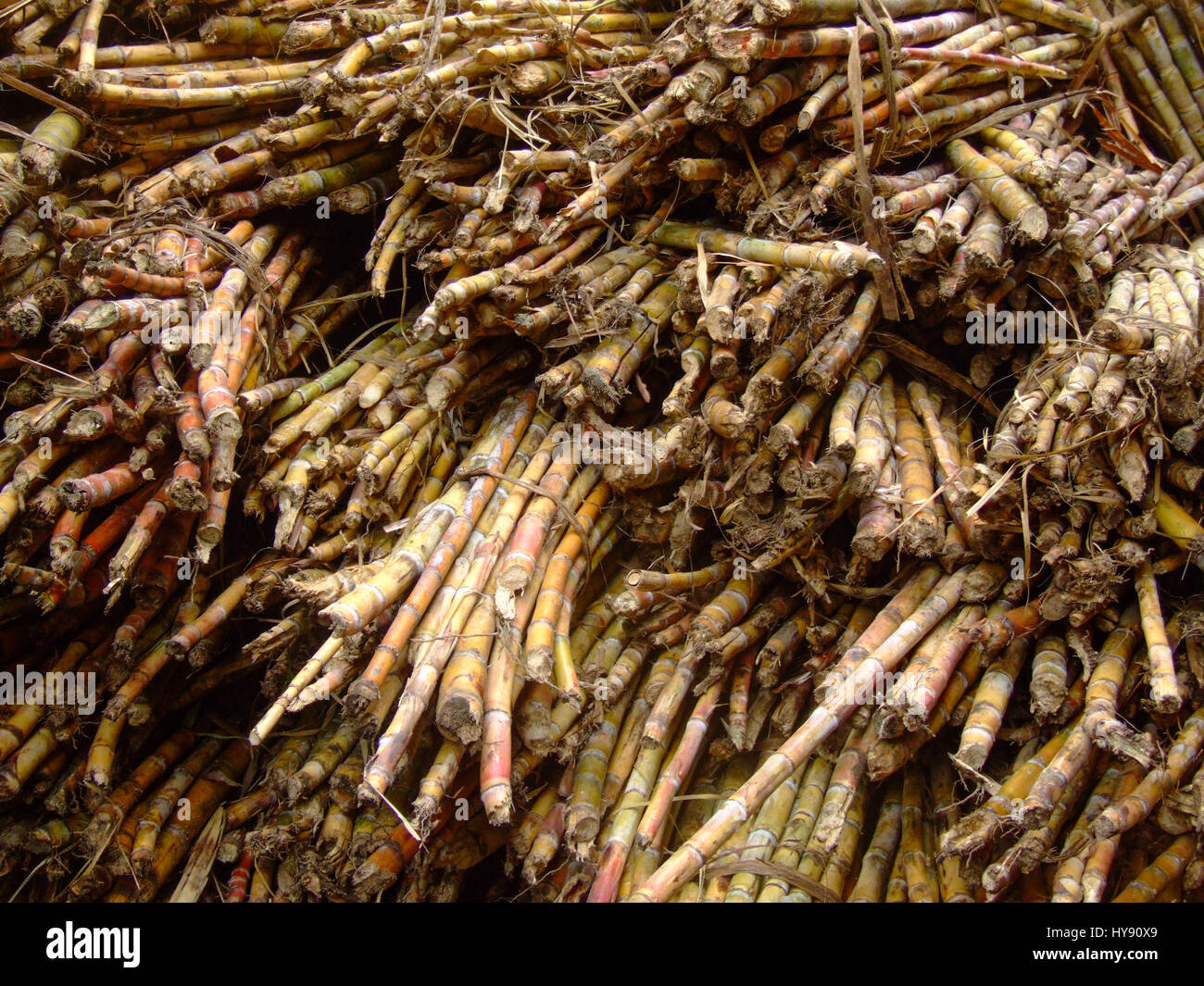 Bündel von Zuckerrohr zerquetscht werden zur Herstellung von alkoholischen Grogue, ein lokaler Schnaps.  Tal von Paul, Santo Antao, Republik Cabo Verde, Afrika. Stockfoto