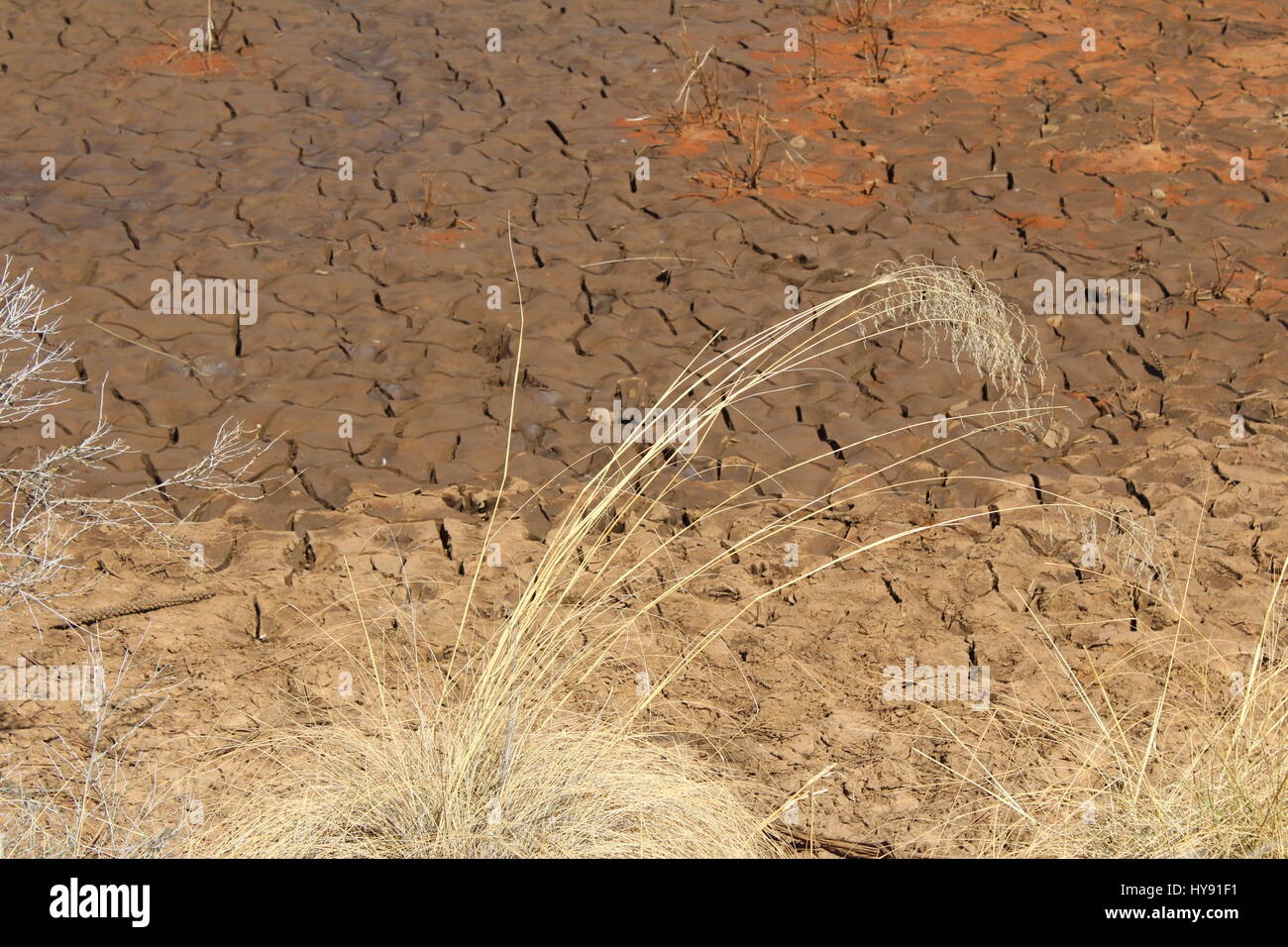 Trockenen Teich, Dragonfly Trail, Gila National Forest, Silver City NM USA Stockfoto