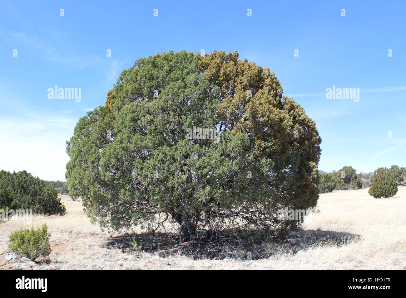 Wacholder, Dragonfly Trail, Gila National Forest, Silver City NM USA Stockfoto