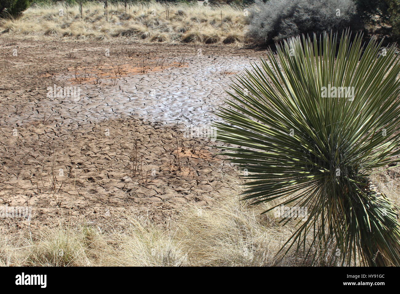 Trockenen Teich, Dragonfly Trail, Gila National Forest, Silver City NM USA Stockfoto