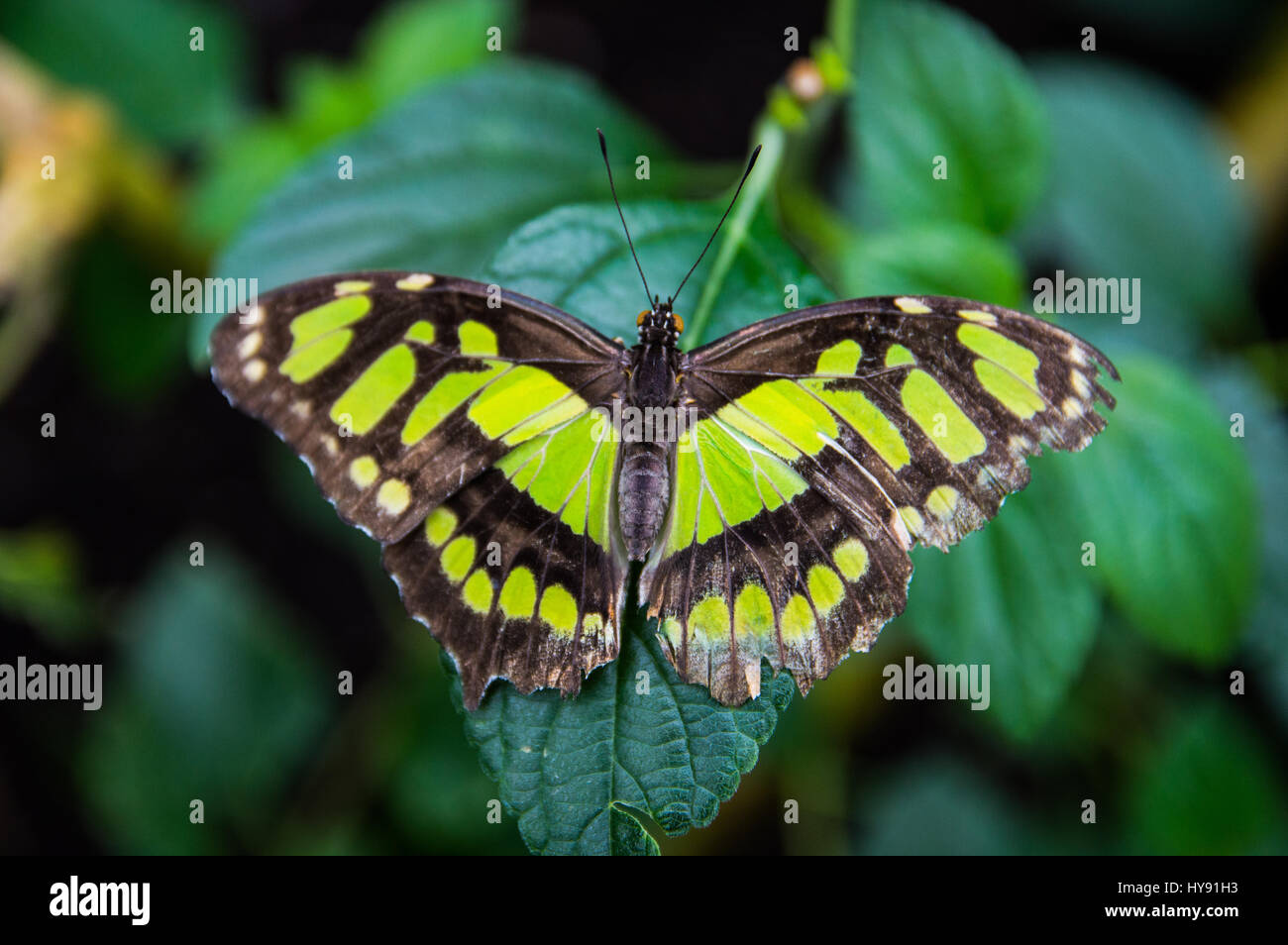 Malachit Schmetterling auf Blatt Stockfoto