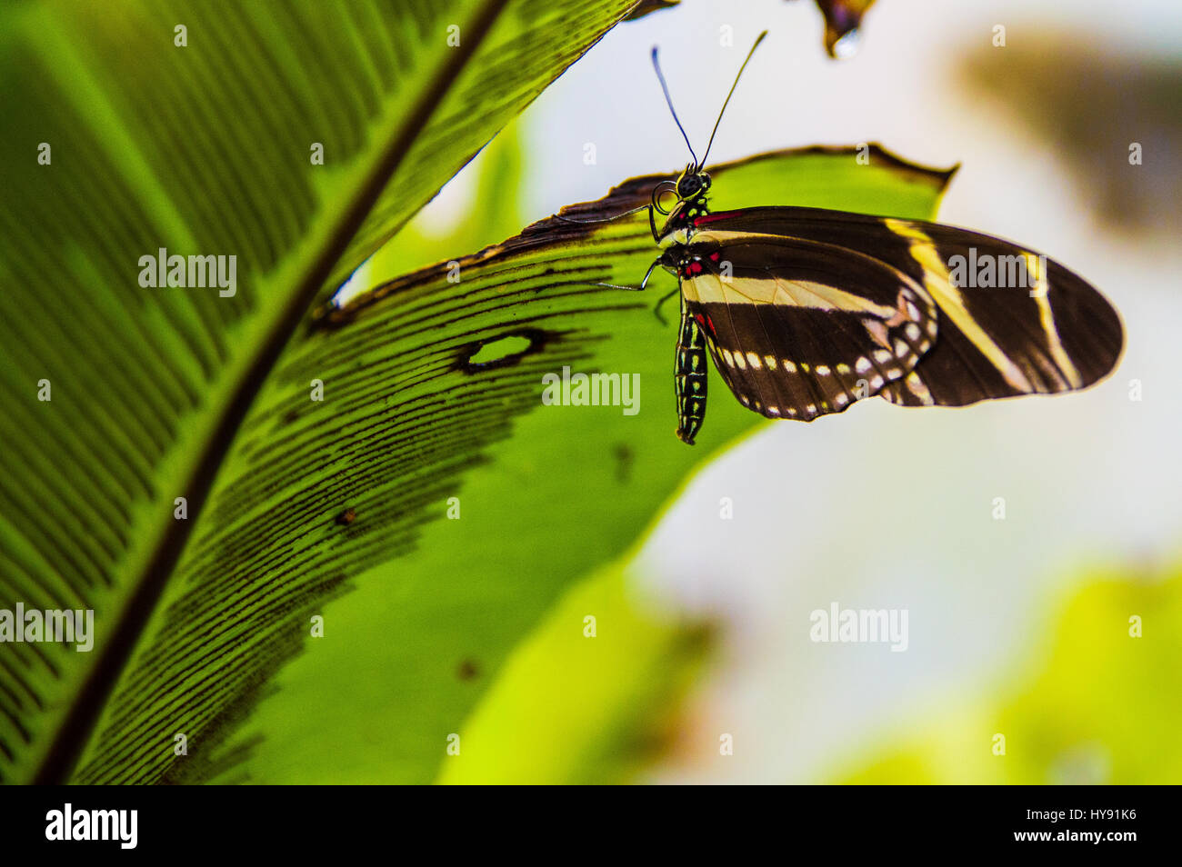 Zebra Longwing Schmetterling auf Blatt Stockfoto