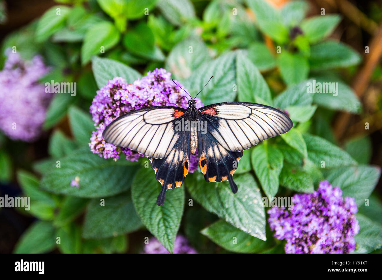 Großer Mormone Schmetterling auf Blatt Stockfoto