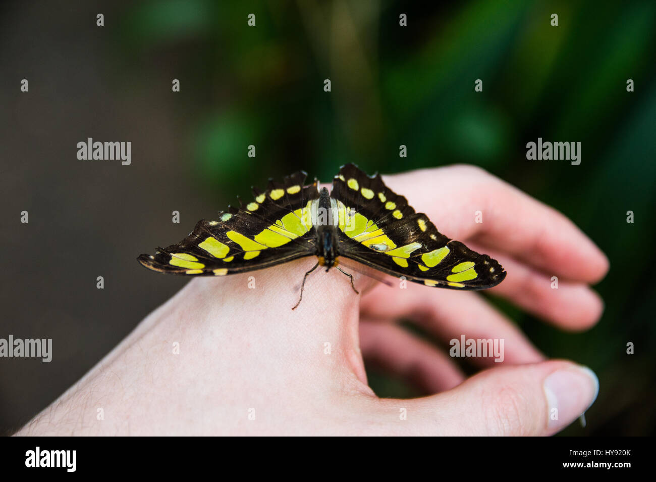 Malachit Schmetterling auf Seite Stockfoto