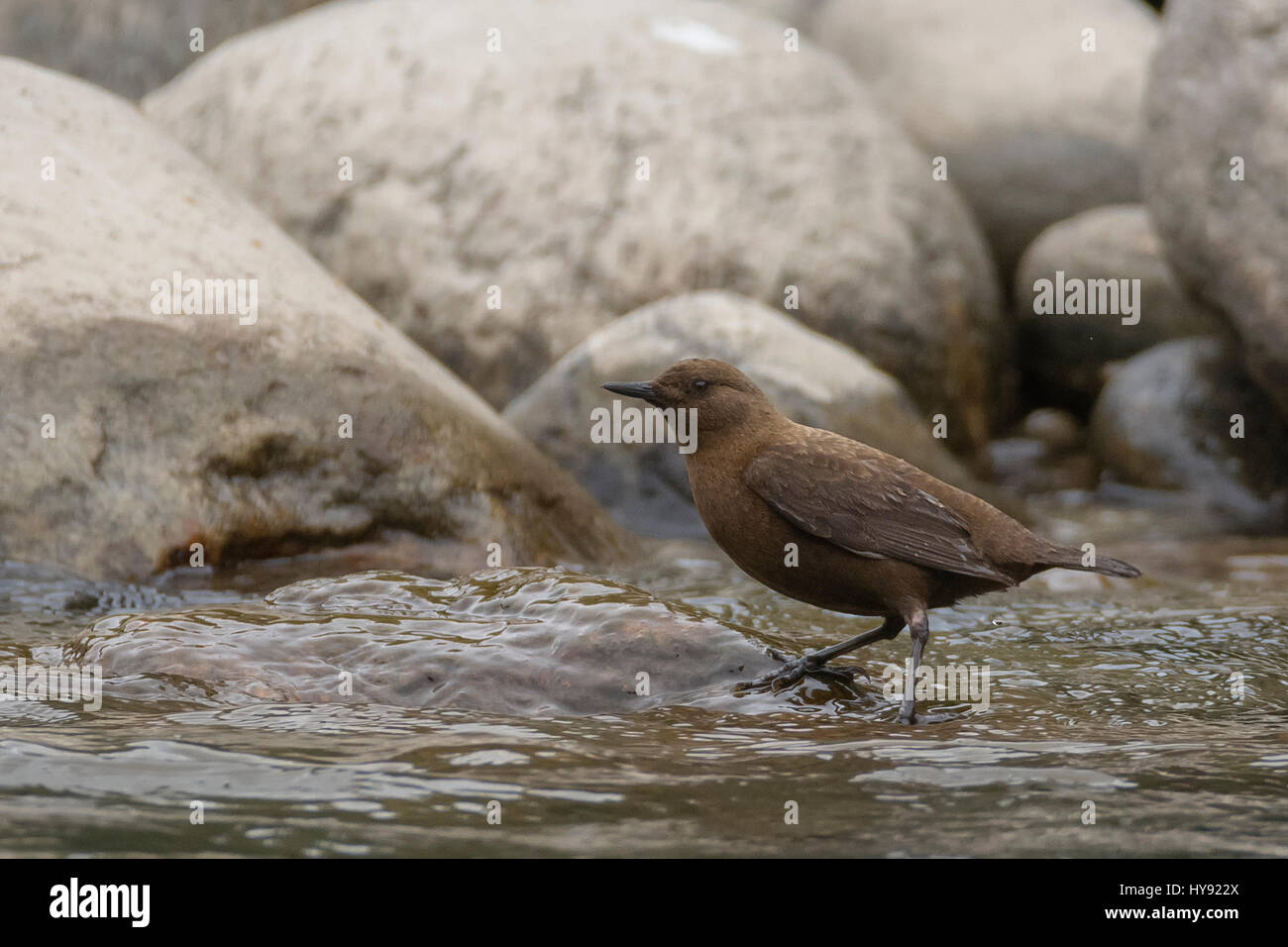 Braun Wasseramseln (Cinclus Pallasii) in Uttarakhand, Indien Stockfoto