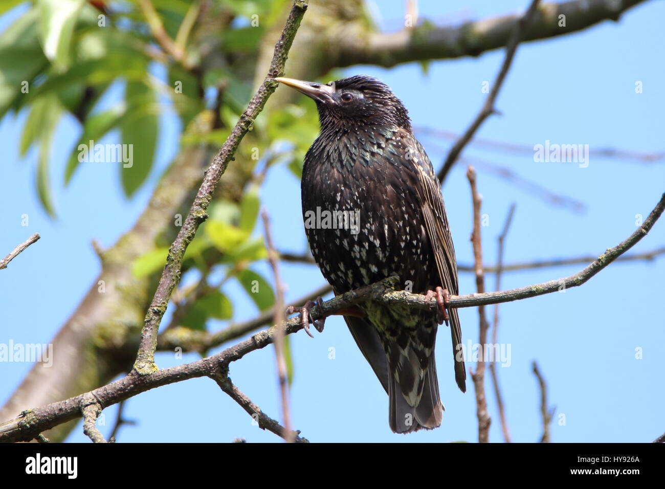 Die Rod Stewart Frisur der Vogelwelt! Starling, Stumus vulgarise, in einem Garten Baum. Großbritannien Stockfoto