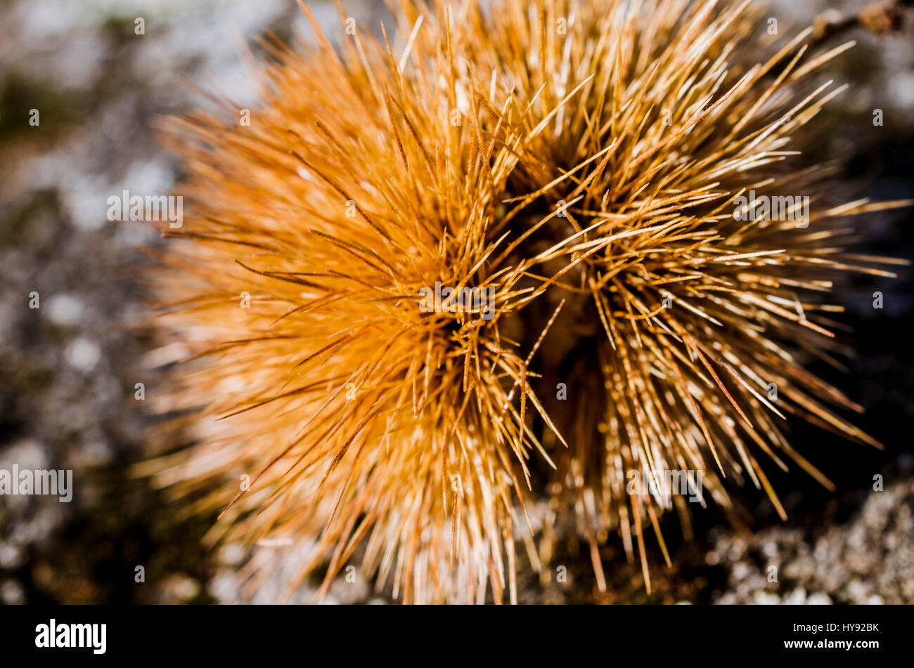 Süße Kastanien Igel. El Tiemblo, Ávila, Castilla y León, Spanien, Europa Stockfoto