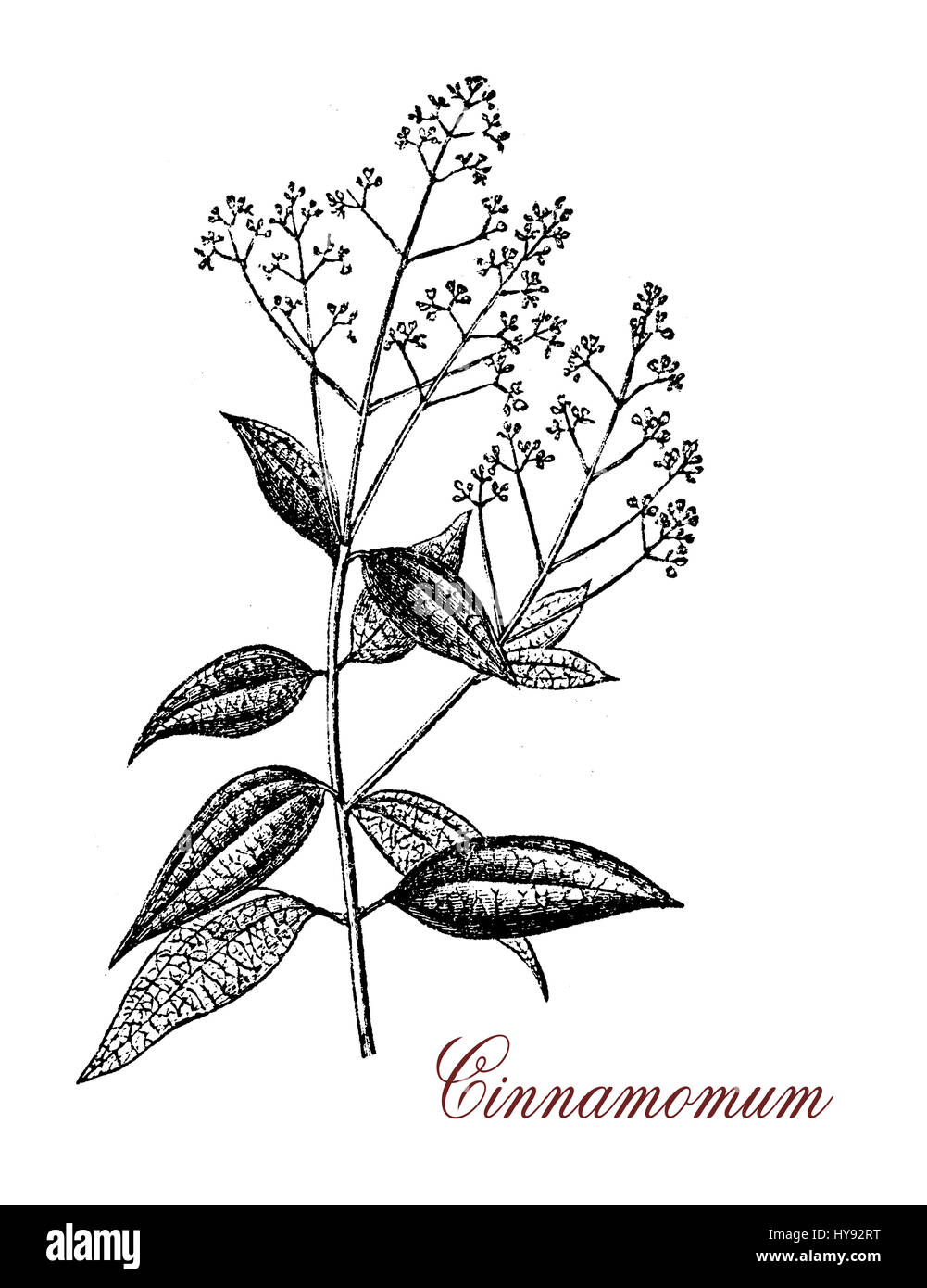 Vintage Gravur Cinnamomum, einer aromatischen immergrüner Baum oder Strauch mit glänzenden Blättern. Ein Gewürz (Zimt) ergibt sich aus der inneren Rinde in süßen und herzhaften Speisen verwendet Stockfoto