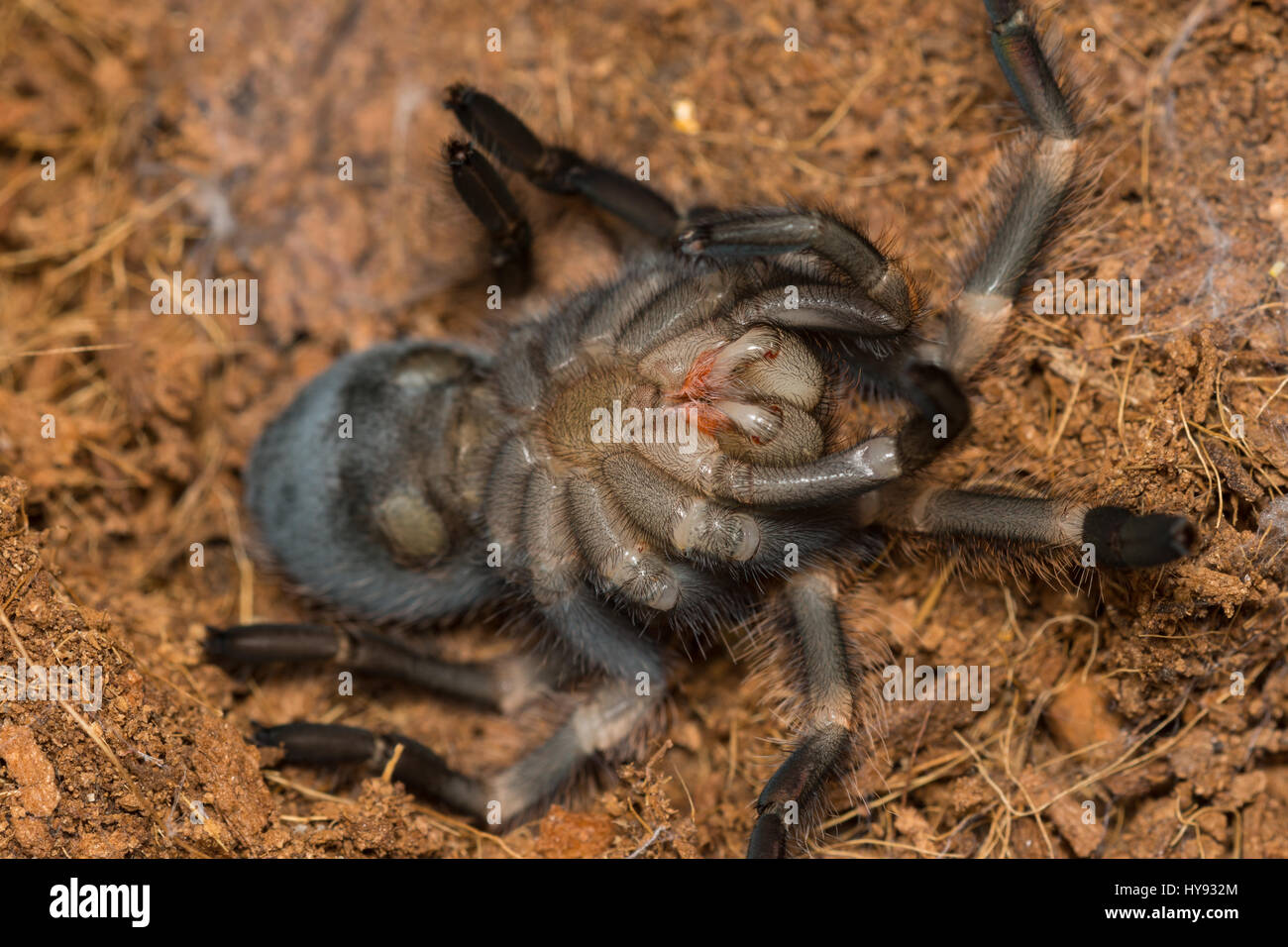 Mexican Redknee Tarantula vergießen Haut, Brachypelma smithi Stockfoto