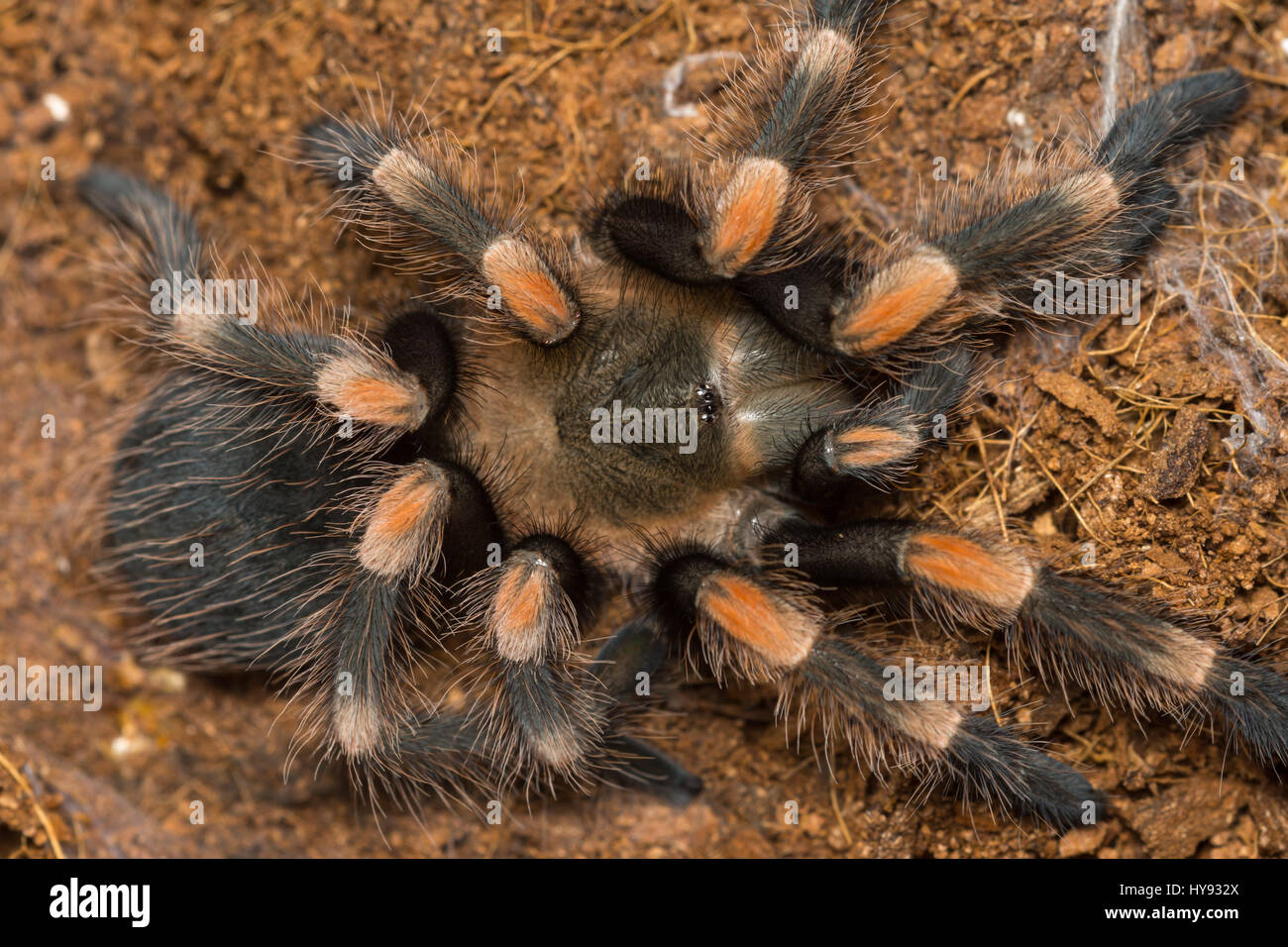 Mexican Redknee Tarantula vergießen Haut, Brachypelma smithi Stockfoto
