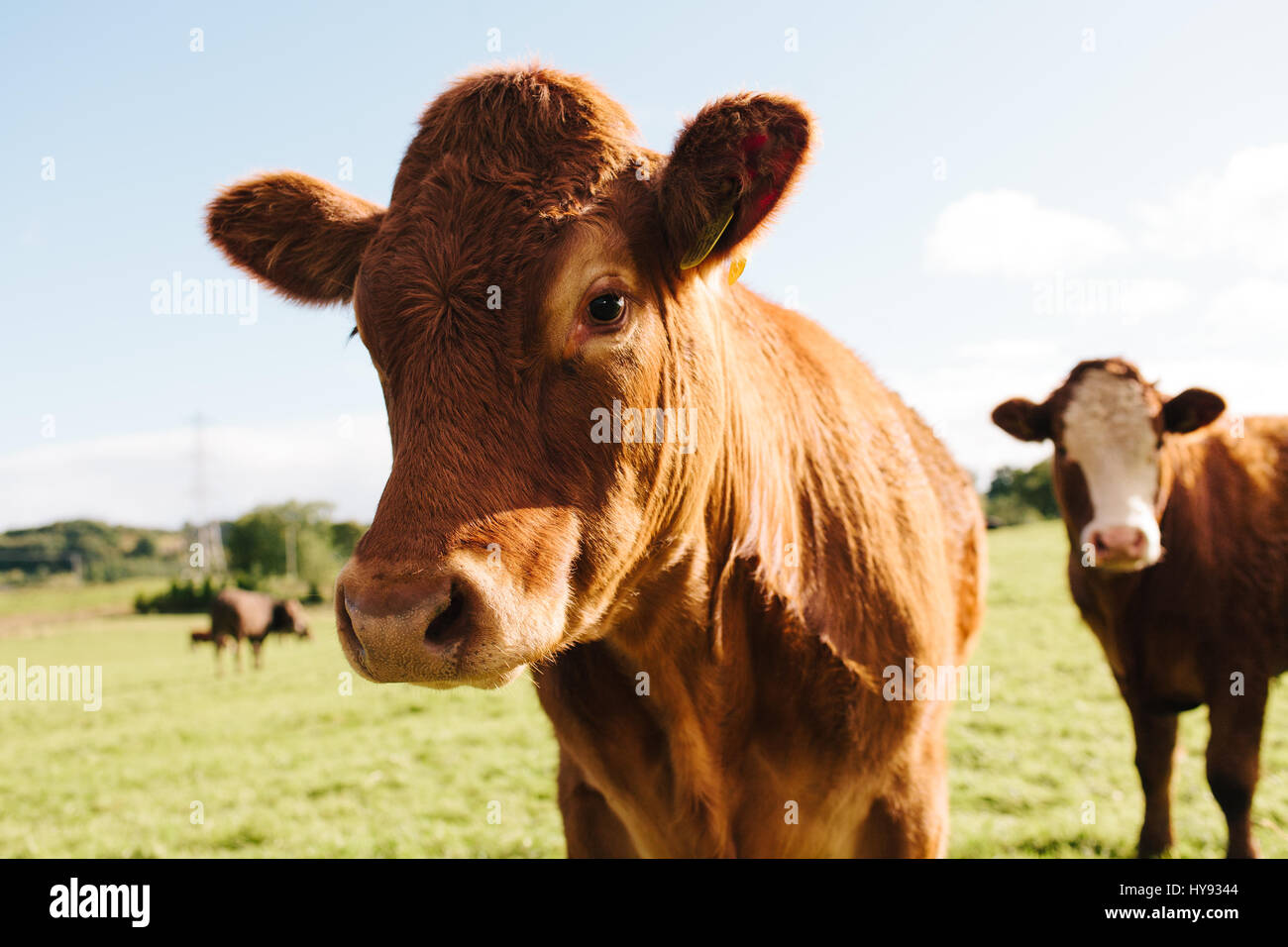 Rote Angus-Rinder in einem Feld in Schottland Stockfotografie - Alamy