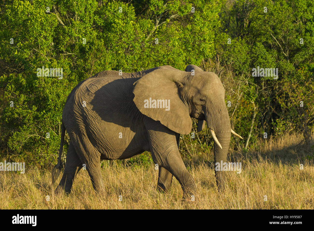 Afrikanischer Elefant (Loxodonta Africana) zu Fuß über die Savanne, Masai Mara National Reserve, Kenia Stockfoto