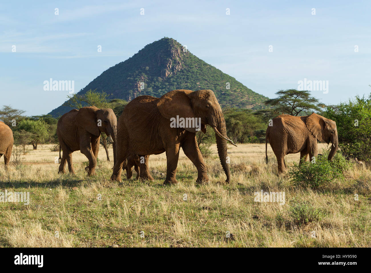 Afrikanischer Elefant (Loxodonta Africana) Stockfoto