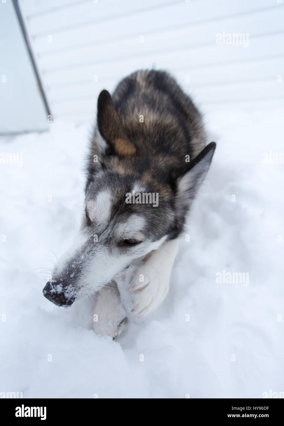 Husky-Schlittenhund kaut einen Knochen in Yellowknife, Nordwest-Territorien NWT Kanada Stockfoto