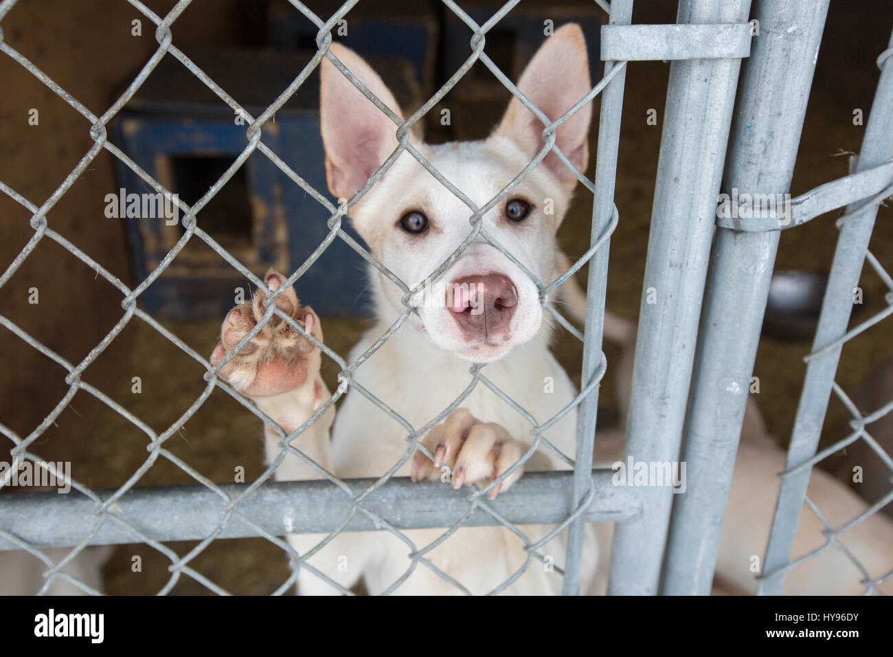Niedlicher weißer Hund mit großen Ohren hinter einem Zaun mit einer Pfote nach oben, der direkt in die Kamera blickt Stockfoto