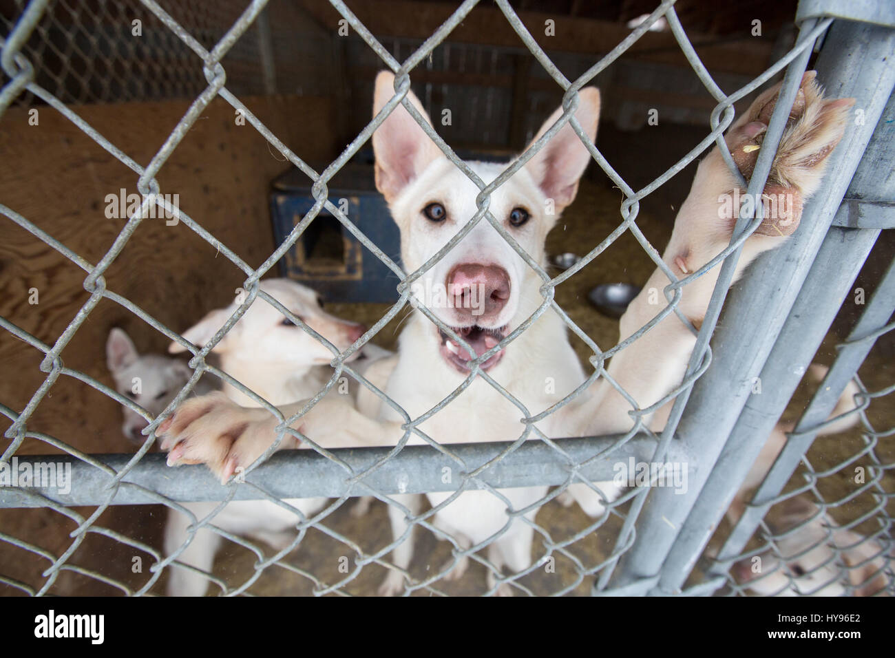 Niedliche weiße Hunde mit großen Ohren hinter einem Zaun mit hochgezogenen Pfoten, die direkt in die Kamera blicken Stockfoto