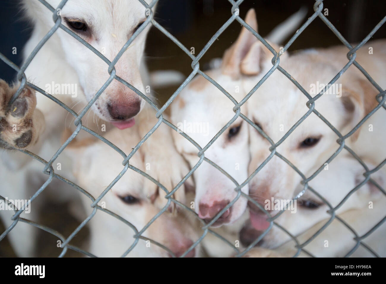 Niedliche Gruppe von 5 aufgeregten weißen Schlittenhunden hinter einem Zaun mit den Pfoten nach oben und den Nasen durch den Zaun Stockfoto