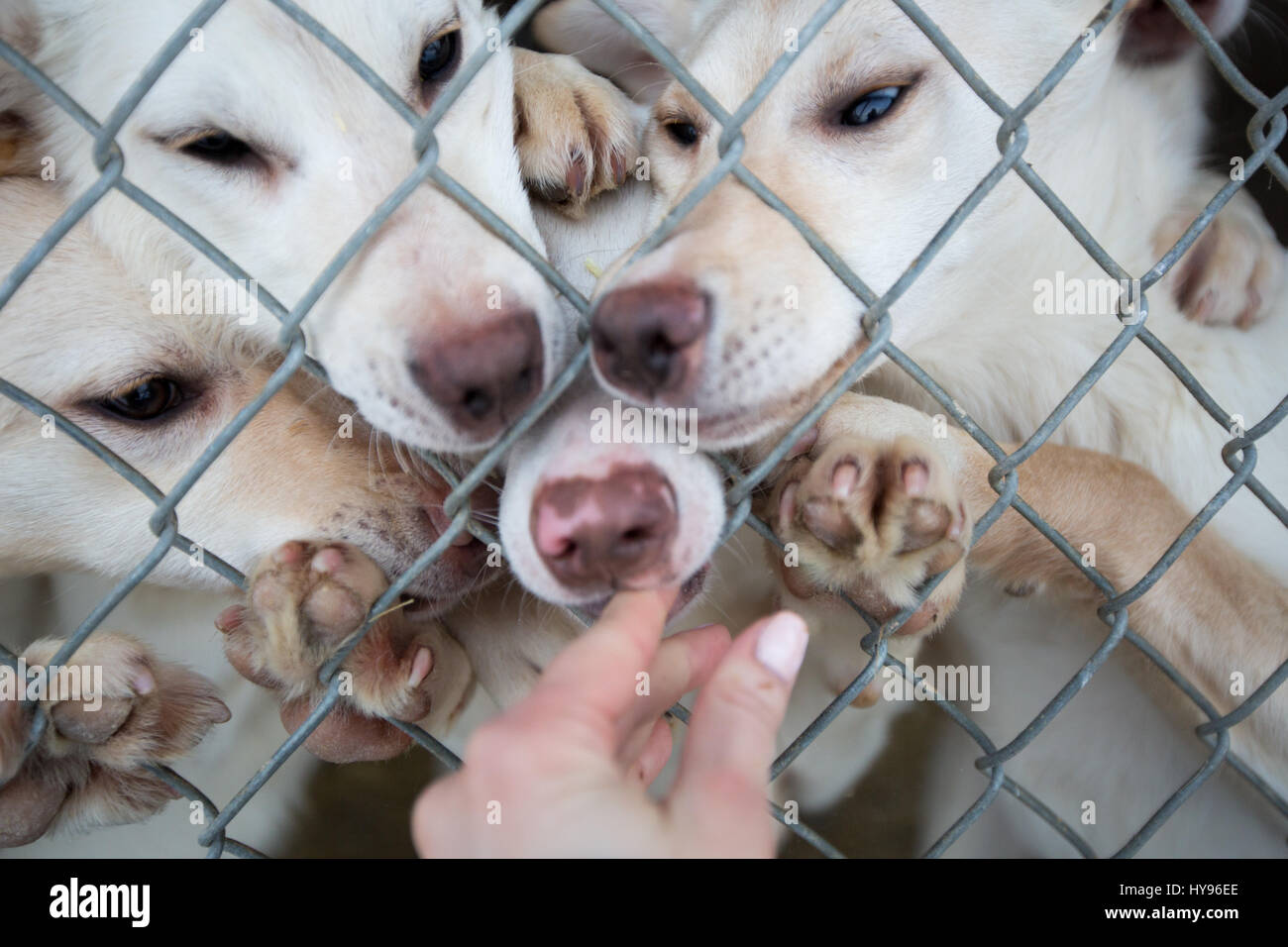 Niedliche Gruppe von 4 aufgeregten weißen Schlittenhunden hinter einem Zaun mit hochgezogenen Pfoten und Nasen durch den Zaun schnüffeln an der Hand einer Person Stockfoto