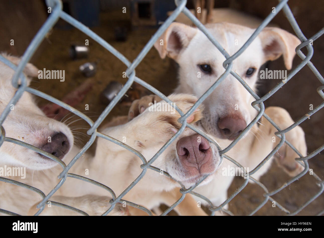 Niedliche Gruppe weißer Schlittenhunde hinter dem Zaun mit hochgezogenen Pfoten und Nasen durch den Zaun, die direkt in die Kamera mit blauen Augen schauen; sie wollen Hallo sagen Stockfoto
