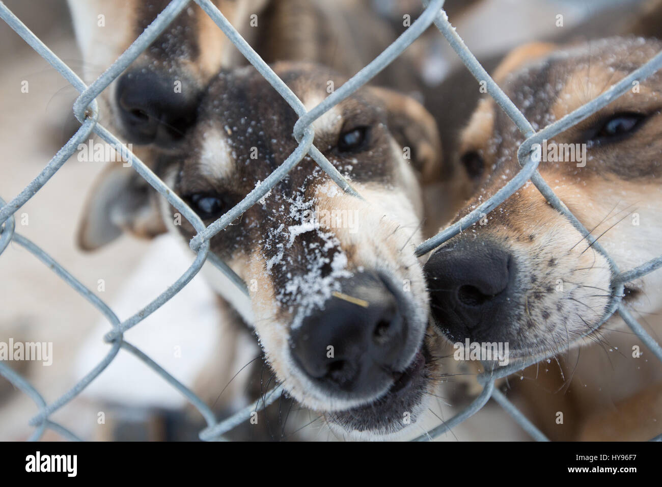 3 süße Schlittenhunde mit Schneeflocken auf dem Gesicht, die ihre Nase durch einen Maschendrahtzaun stechen und an einem Wintertag Hallo sagen wollen Stockfoto