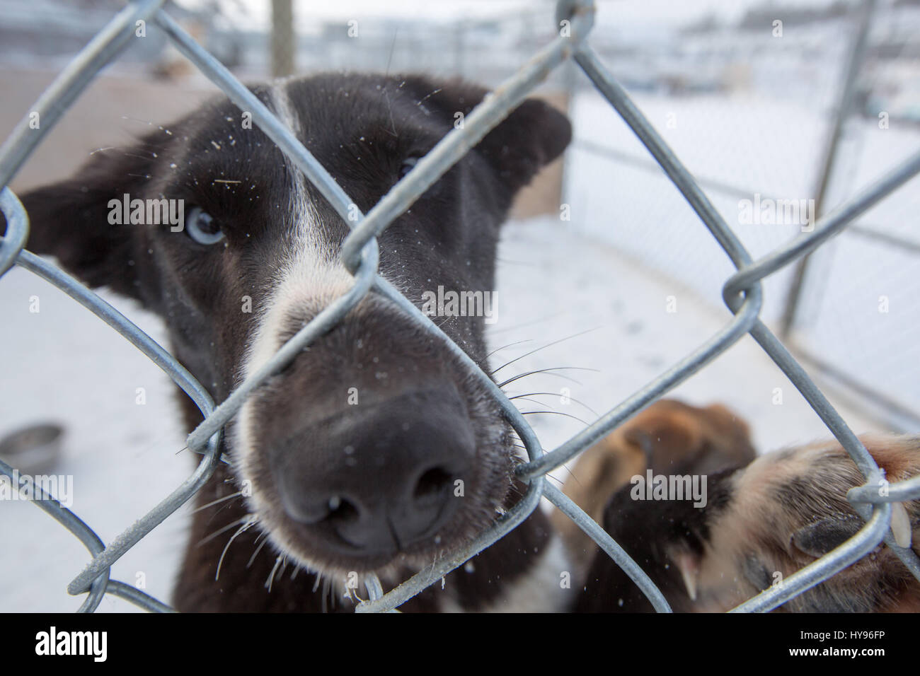 Niedlicher schwarz-weißer Schlittenhund mit blauen Augen und Schneeflocken im Gesicht, der durch einen Maschendrahtzaun in die Kamera blickt und seine Nase durchsticht Stockfoto