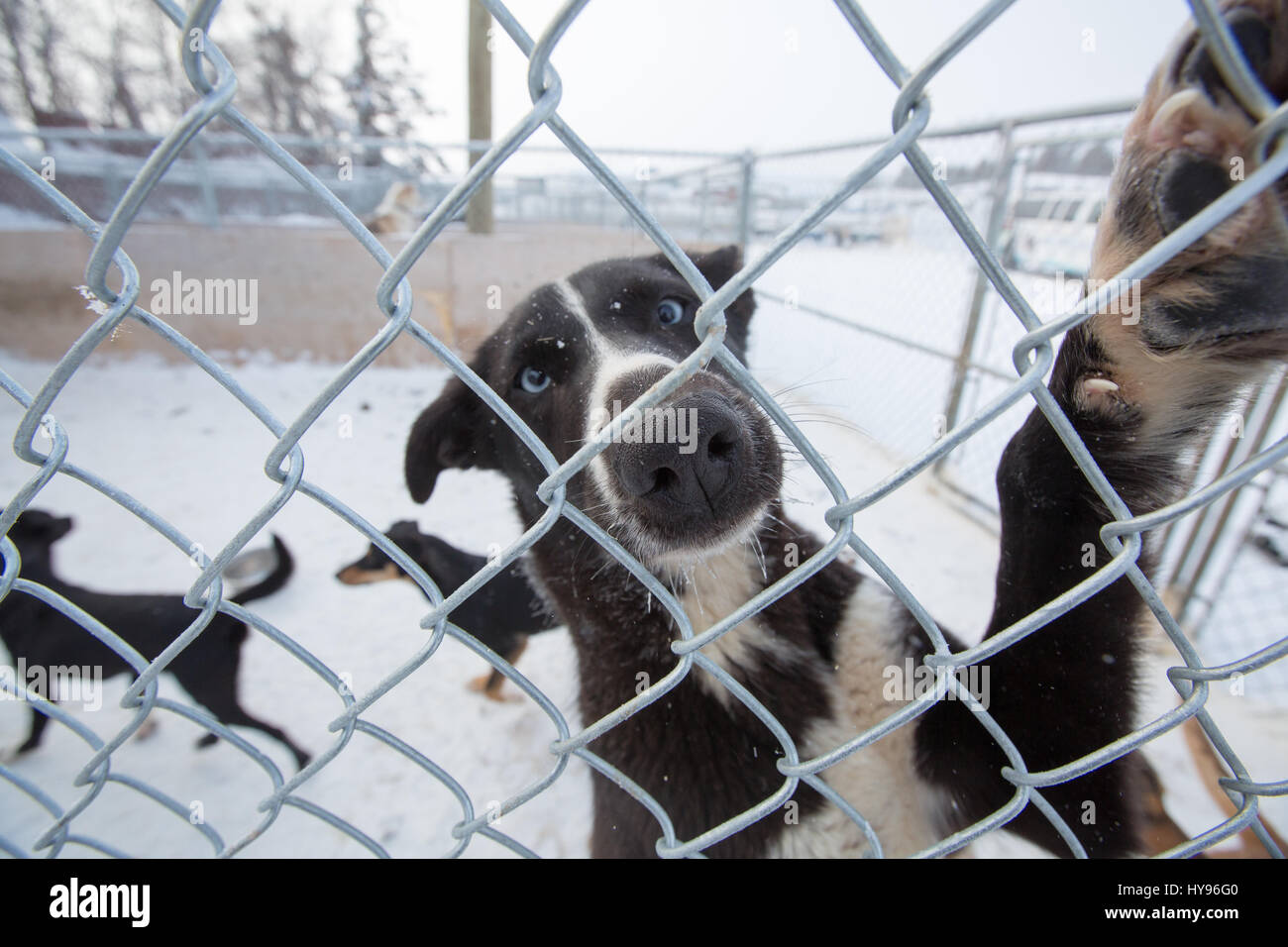 Niedlicher schwarz-weißer Schlittenhund mit blauen Augen im Fokus, der durch einen Maschendrahtzaun in die Kamera blickt, mit einer Gruppe verschwommener Schlittenhunde, die im Schnee spielen Stockfoto