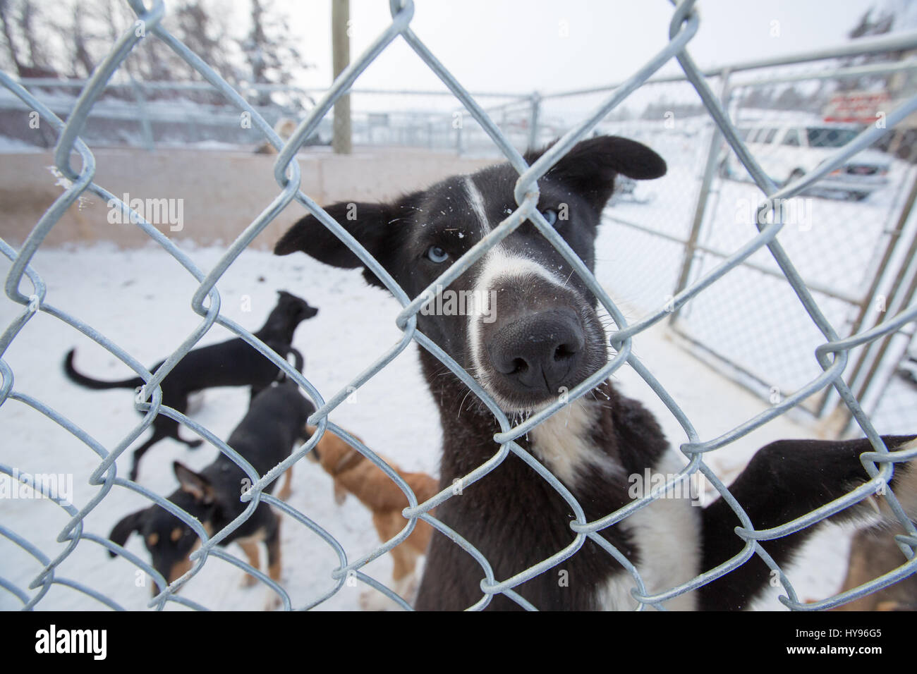 Niedlicher schwarz-weißer Schlittenhund mit blauen Augen im Fokus, der durch einen Maschendrahtzaun in die Kamera blickt, mit einer Gruppe verschwommener Schlittenhunde, die im Schnee spielen Stockfoto