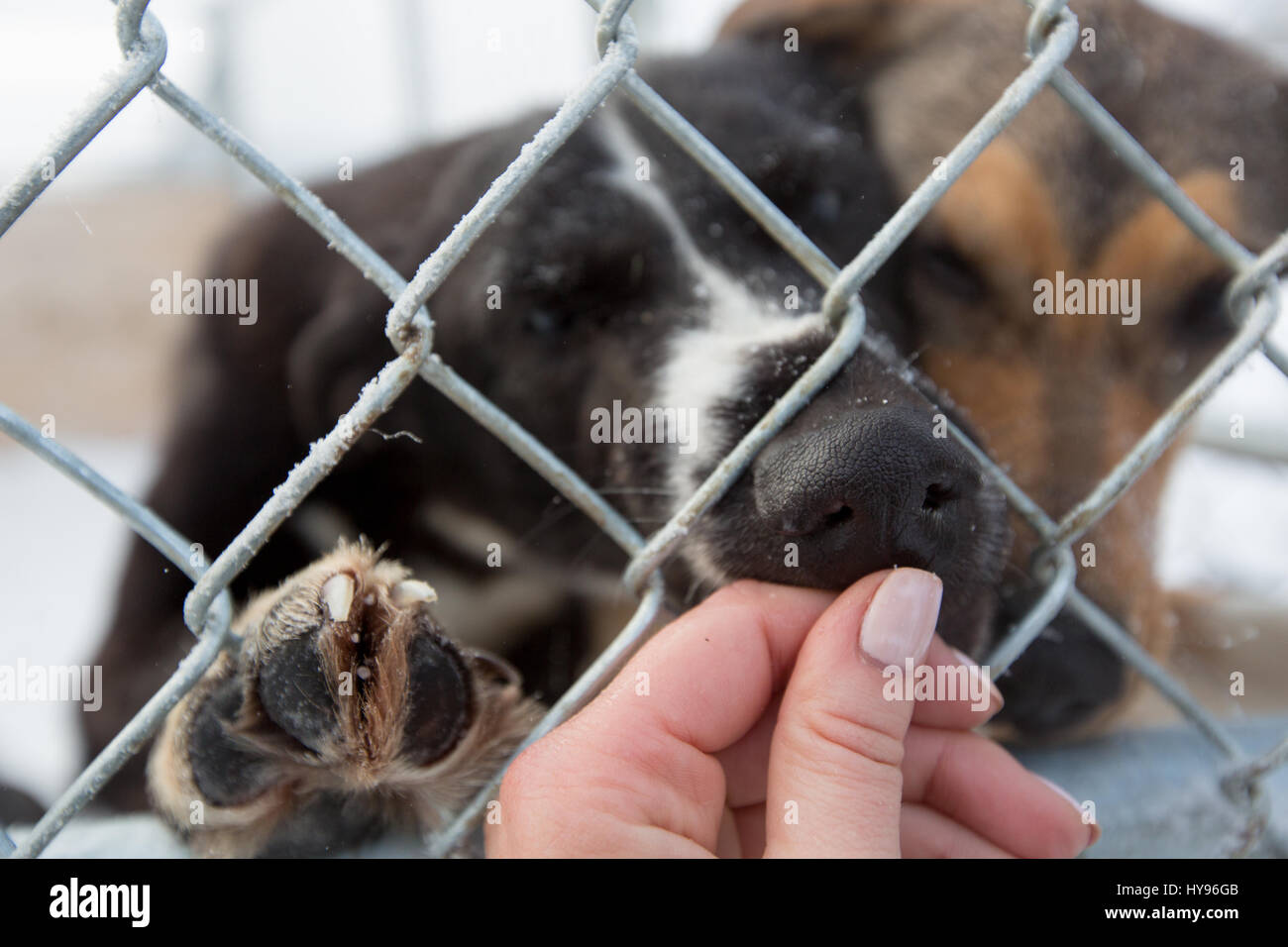 Schlittenhunde Stockfoto