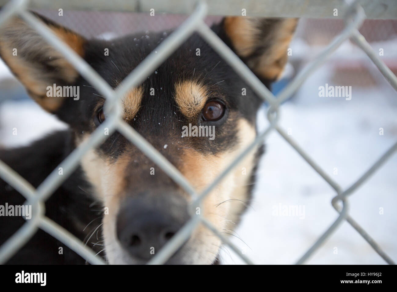 Niedlicher brauner Schlittenhund mit animierten Augenbrauen, der direkt durch den Maschendrahtzaun in die Kamera blickt, mit Schneeflocken im Gesicht mit großen braunen Augen Stockfoto