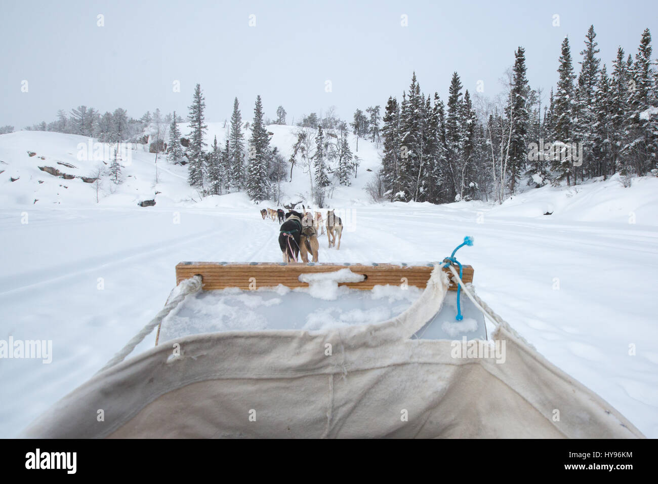 Hundeschlittenfahrten in Yellowknife, NWT Kanada, auf einem Schlitten, der von einem Team von Husky-Hunden in Paaren gezogen wird; im Winter schneebedeckte Bäume; Outdoor-Abenteuer Stockfoto