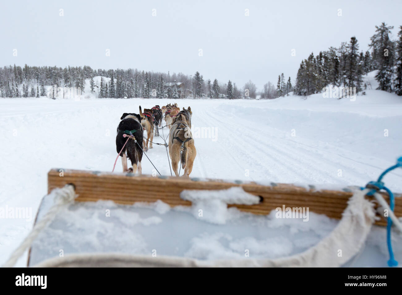 Hundeschlittenfahrten in Yellowknife, NWT Kanada, auf einem Schlitten, der von einem Team von Husky-Hunden in Paaren gezogen wird; im Winter schneebedeckte Bäume; Outdoor-Abenteuer Stockfoto