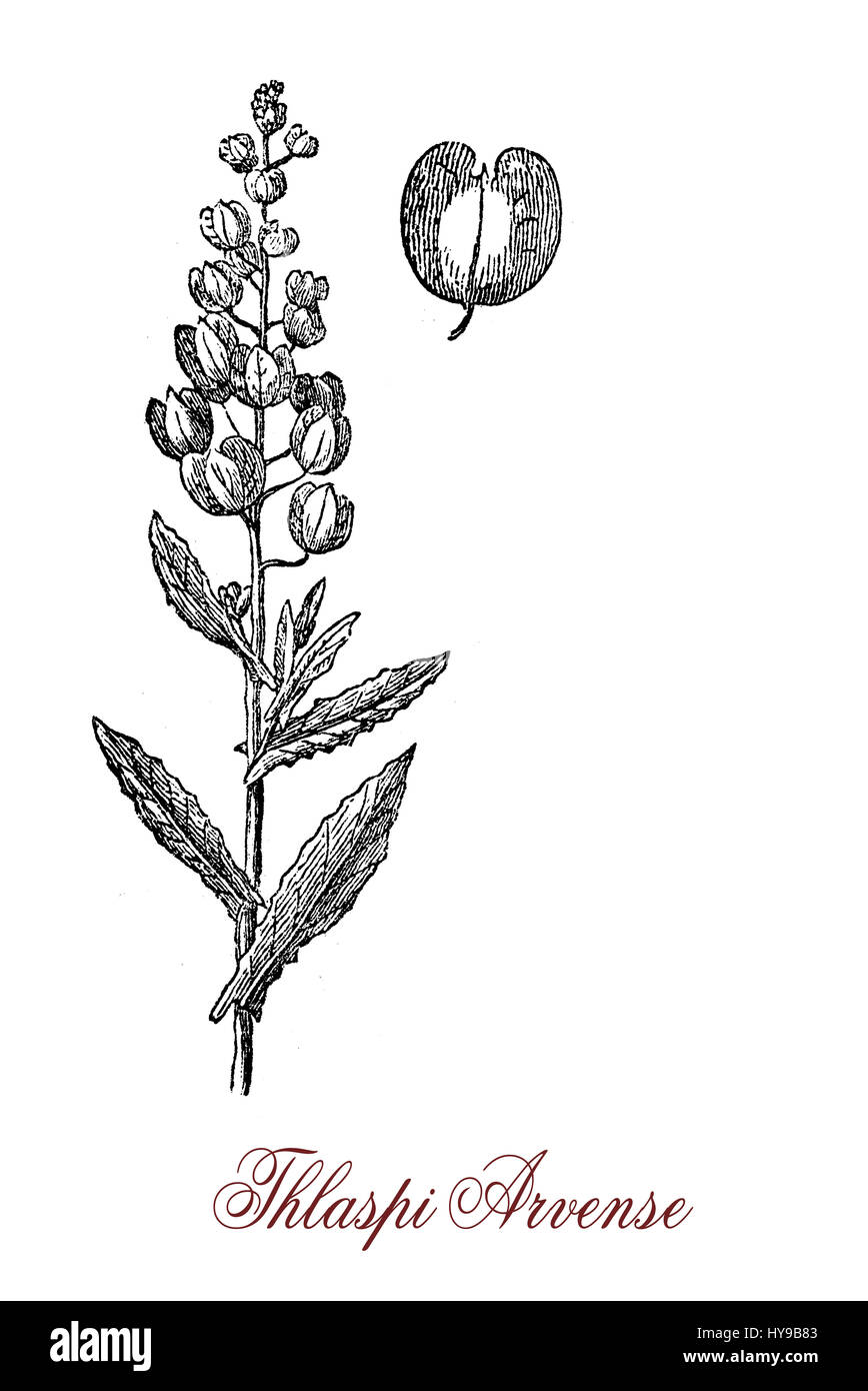 Vintage Gravur Thlaspi Arvense oder Pennycress, blühende Pflanze mit bitteren Geschmack kultiviert als Öl-Samen-Ernte für die Produktion erneuerbarer Kraftstoffe (Biodiesel). Stockfoto