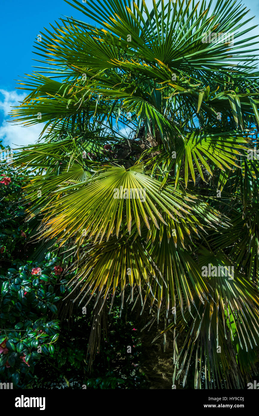 Trebah Gärten Sub-Tropical Palm Leaf Spiky Spikey Architektonische Anlage Tourismus touristische Attraktion Pflanzen Cornwall Cornwall Stockfoto