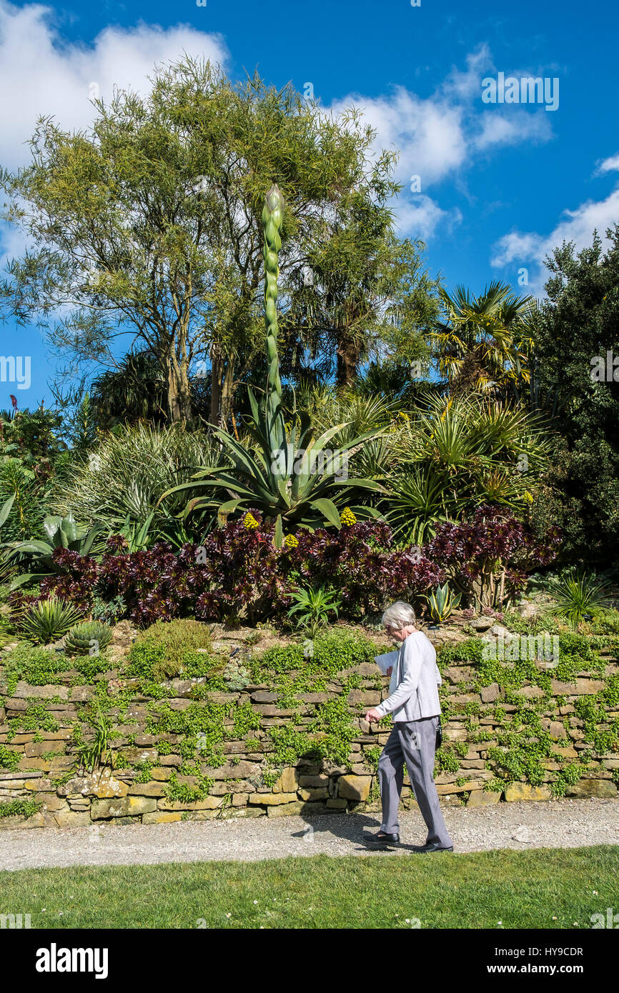 Trebah Gärten subtropische Aloe Vera Pflanze blühen spektakulär Tourismus Tourist Besucher Attraktion ziemlich malerischen Pflanzen Cornish Cornwall Stockfoto