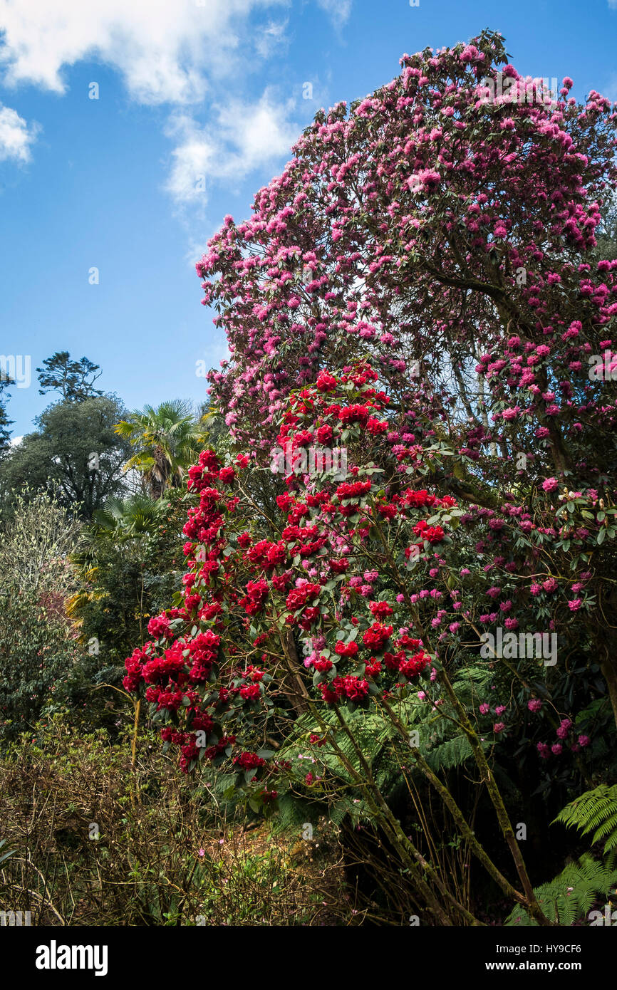 Trebah Gärten subtropischen Rhododendron Rhododendron Blumen Blüten rot rosa Tourismus Attraktion ziemlich malerischen Pflanzen bunte bunte Cornish Stockfoto