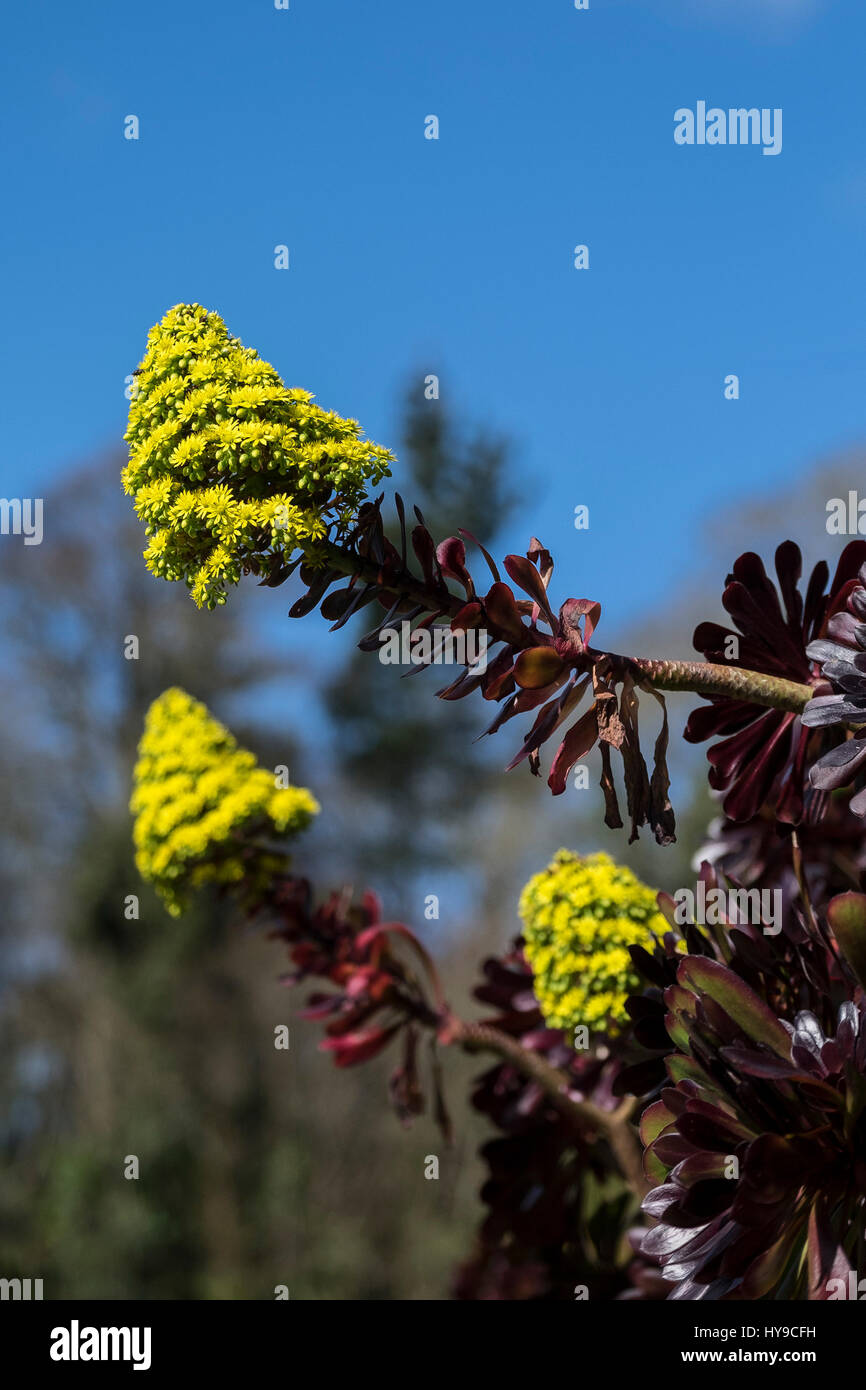 Trebah Garden subtropische Aeonium Blume Blüte Blüte Crassulaceae Baum Hauswurz sukkulenten Pflanzen Gartenbau Gartenbau Cornish Cornwall Stockfoto