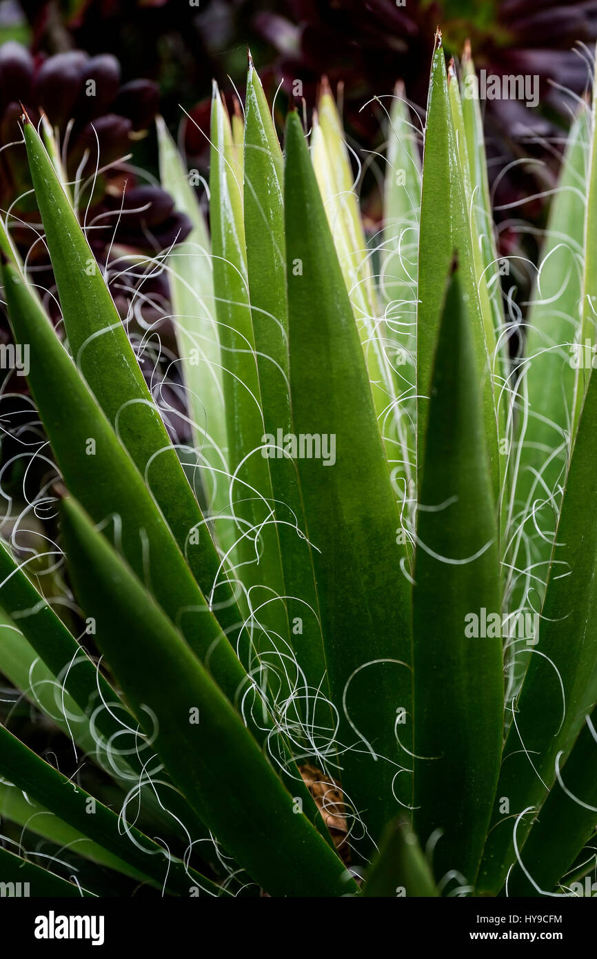 Agave Filifera Spiky verlässt Spikey Blätter Thread Pflanze im Garten Trebah Garden subtropische Cornwall Stockfoto